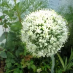 Zwiebel (Allium cepa) – Pflanzenfoto