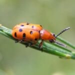 Zwölfgepunkteter Spargelkäfer