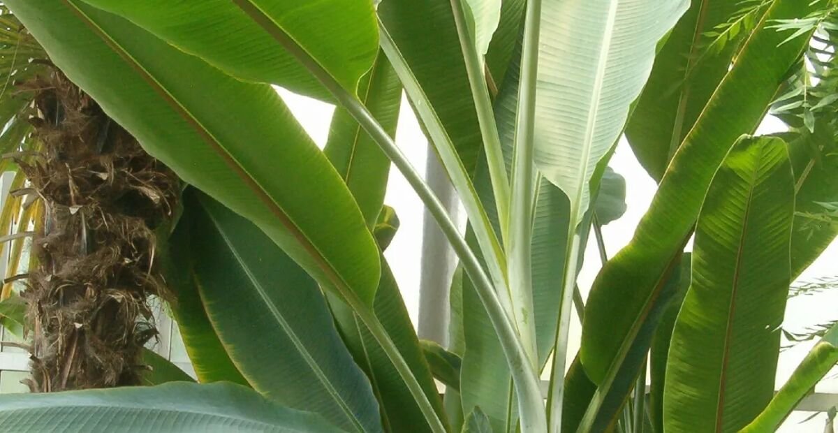 Abaka (Musa textilis) – plant photo
