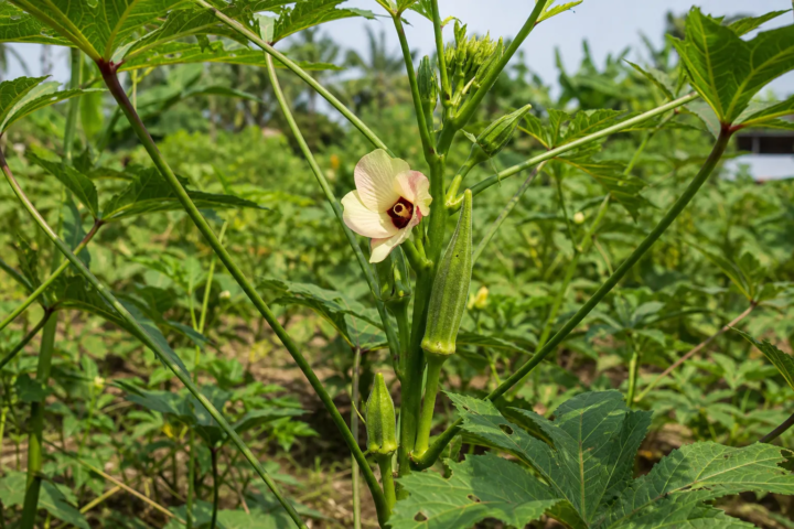 Abelmoschus caillei
