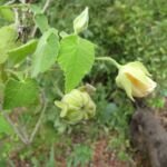 Abutilon grandifolium – zdjęcie rośliny
