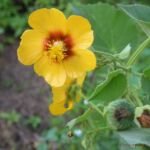 Abutilon hirtum – zdjęcie rośliny