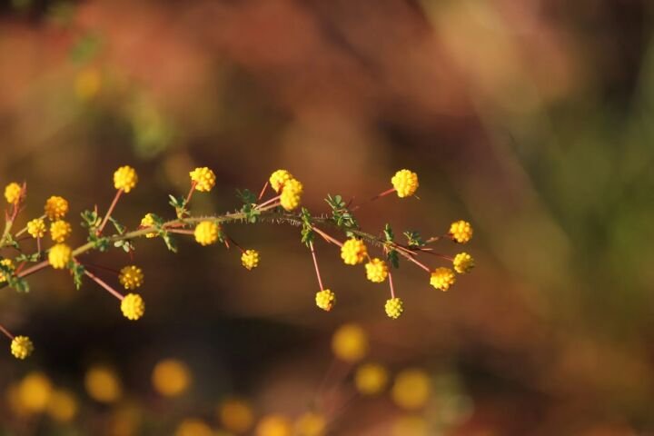 Acacia pulchella