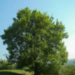 Acer campestre – zdjęcie rośliny