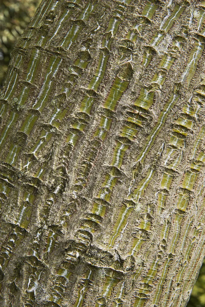 Red Snakebark Maple (Acer capillipes) – bark and shoots, plant photo