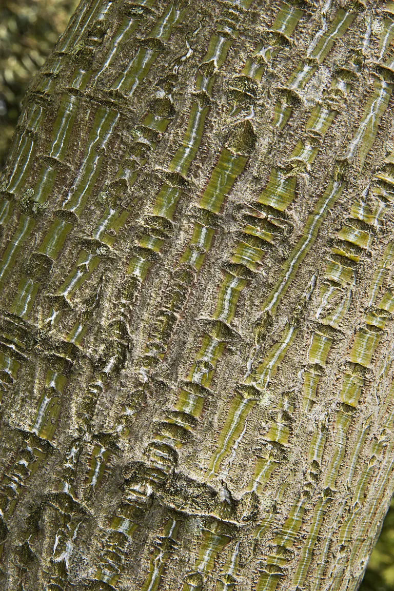 Red Snakebark Maple (Acer capillipes) – bark and shoots, plant photo