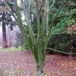 Red Snakebark Maple (Acer capillipes) – plant photo