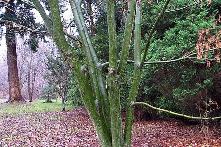 Acer capillipes