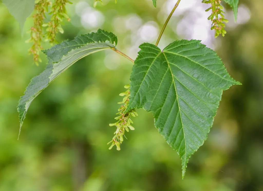 Red Snakebark Maple (Acer capillipes) – characteristic appearance, plant photo