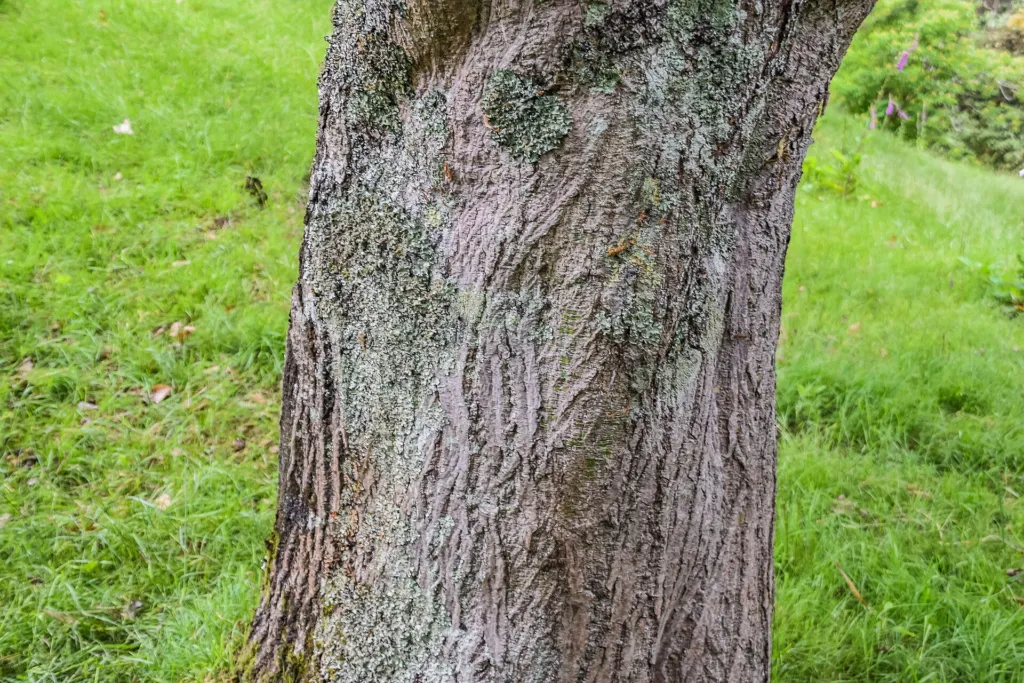 Red Snakebark Maple (Acer capillipes) – characteristic appearance, plant photo
