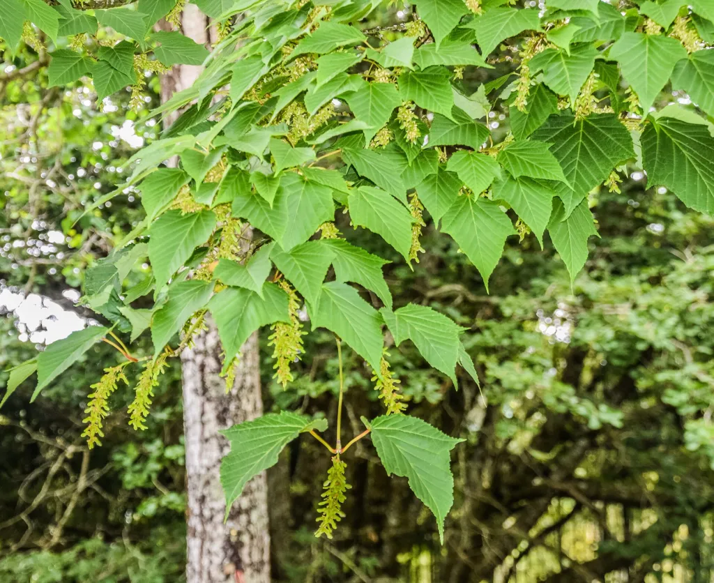Red Snakebark Maple (Acer capillipes) – characteristic appearance, plant photo