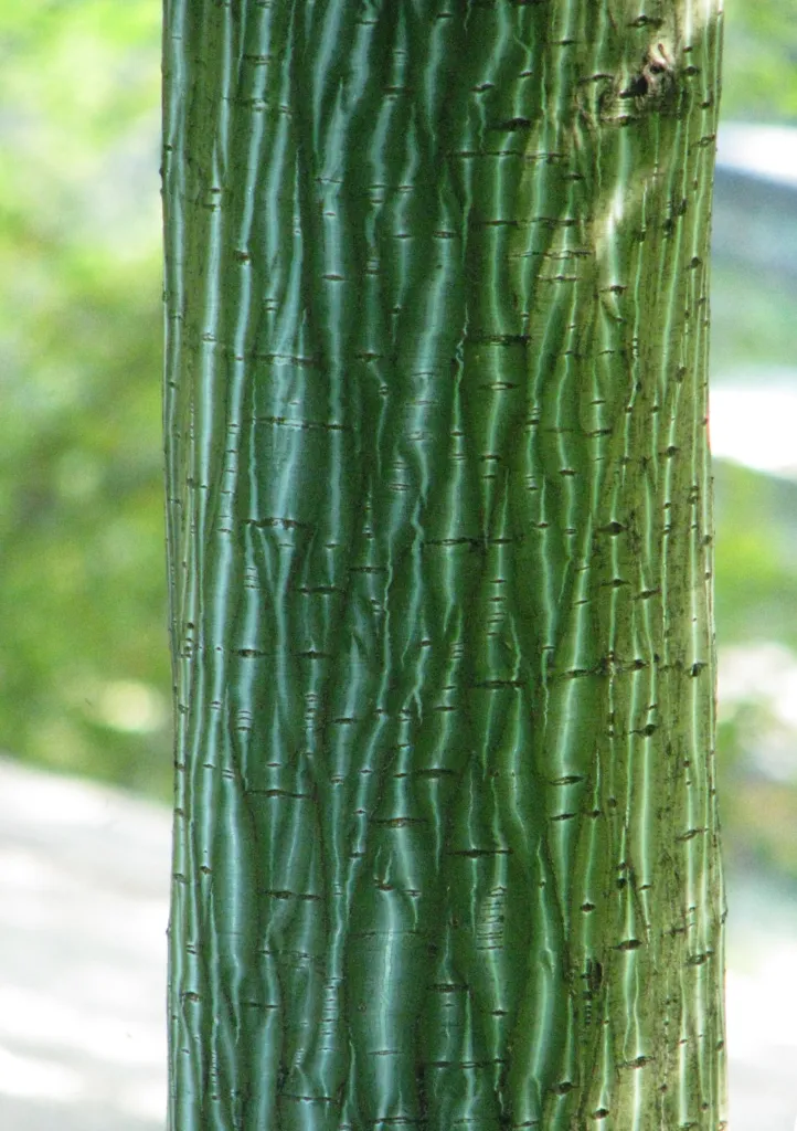 Klon Davida (Acer davidii) – bark and shoots, plant photo