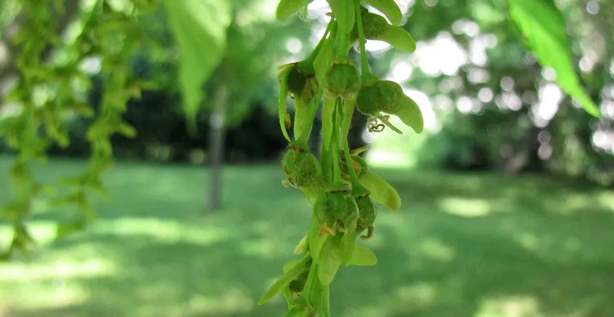 Père David's Maple (Acer davidii) – plant photo