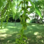 Père David's Maple (Acer davidii) – plant photo