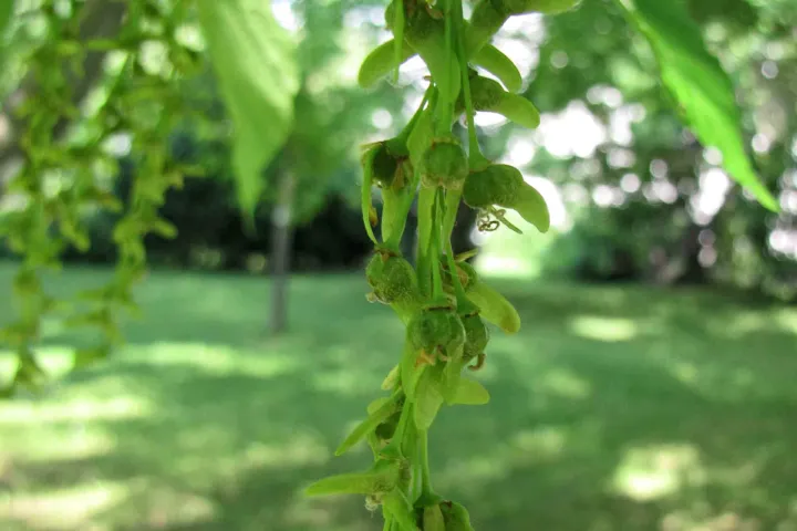 Acer davidii