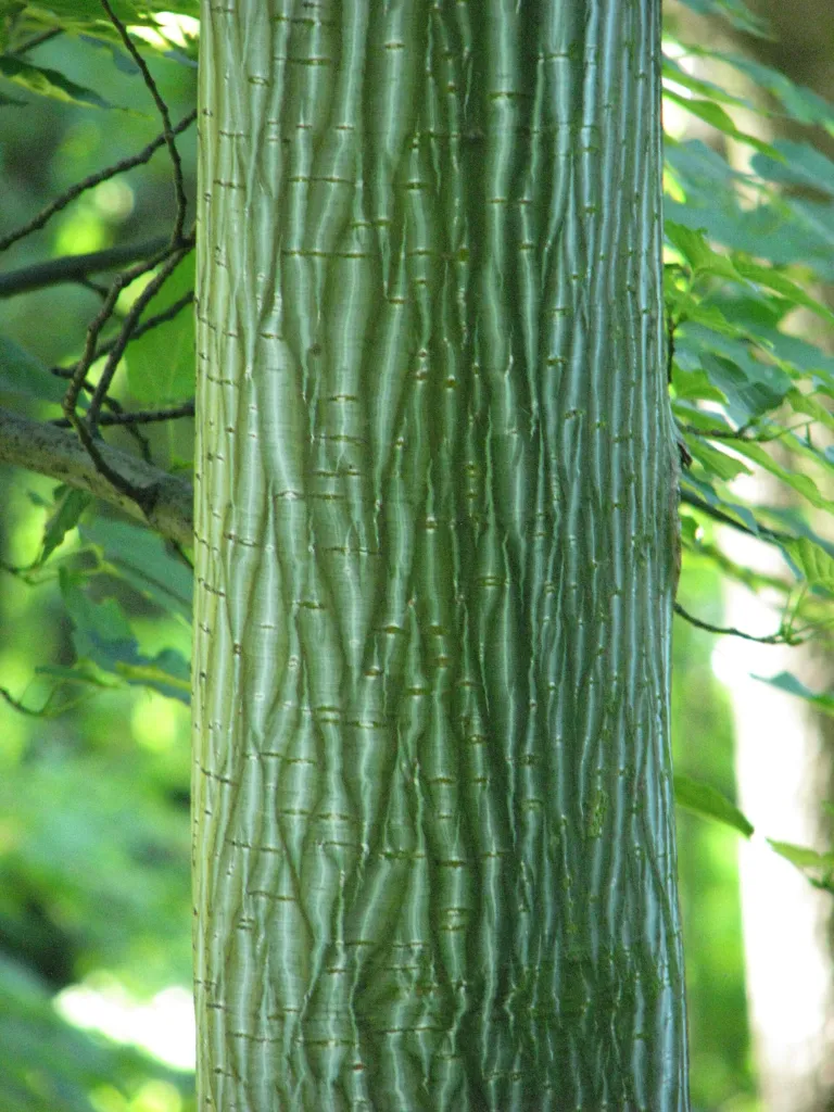 Klon Davida (Acer davidii) – bark and shoots, plant photo
