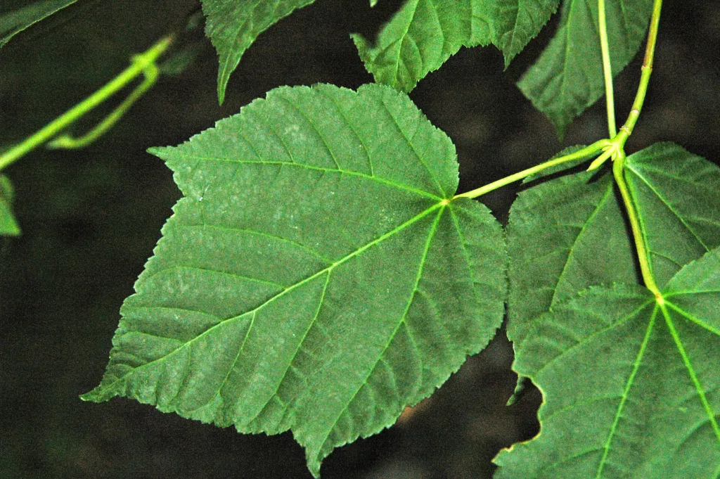 Klon Davida (Acer davidii) – flowers in close-up, plant photo