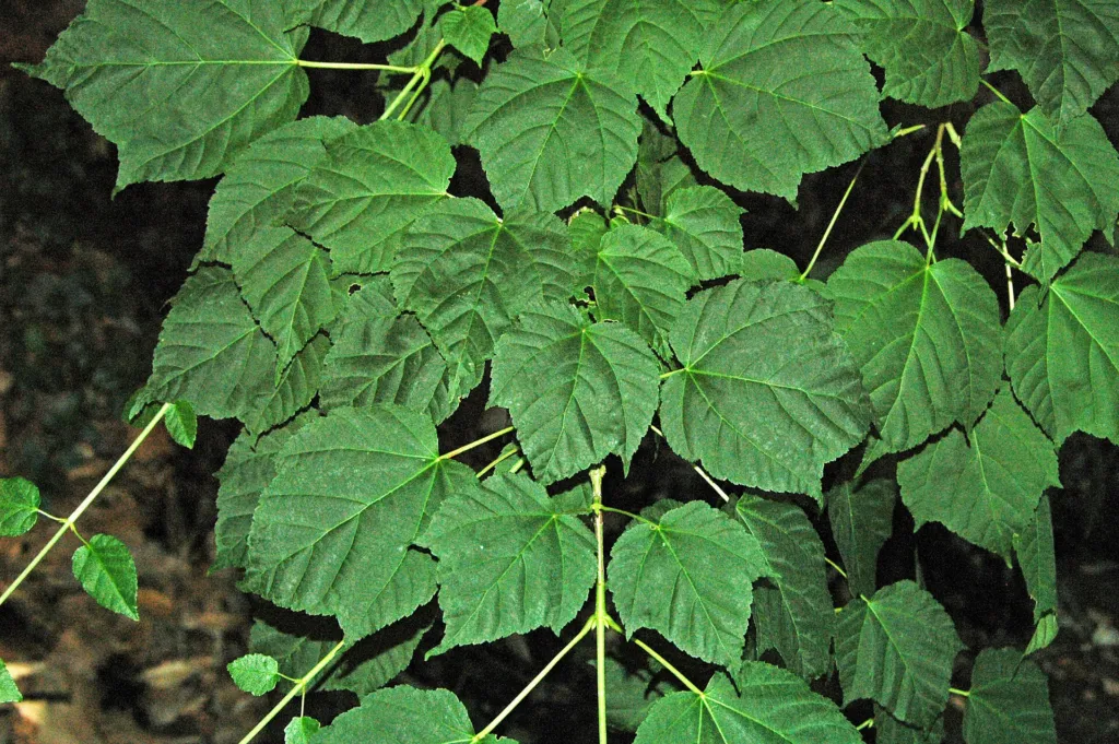Klon Davida (Acer davidii) – flowers in close-up, plant photo