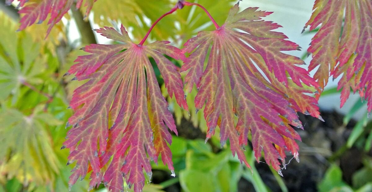 Acer japonicum 'Aconitifolium' – Pflanzenfoto