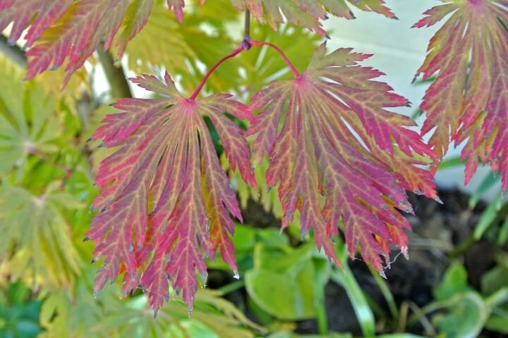 Acer japonicum 'Aconitifolium'