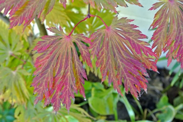Acer japonicum 'Aconitifolium' – Pflanzenfoto