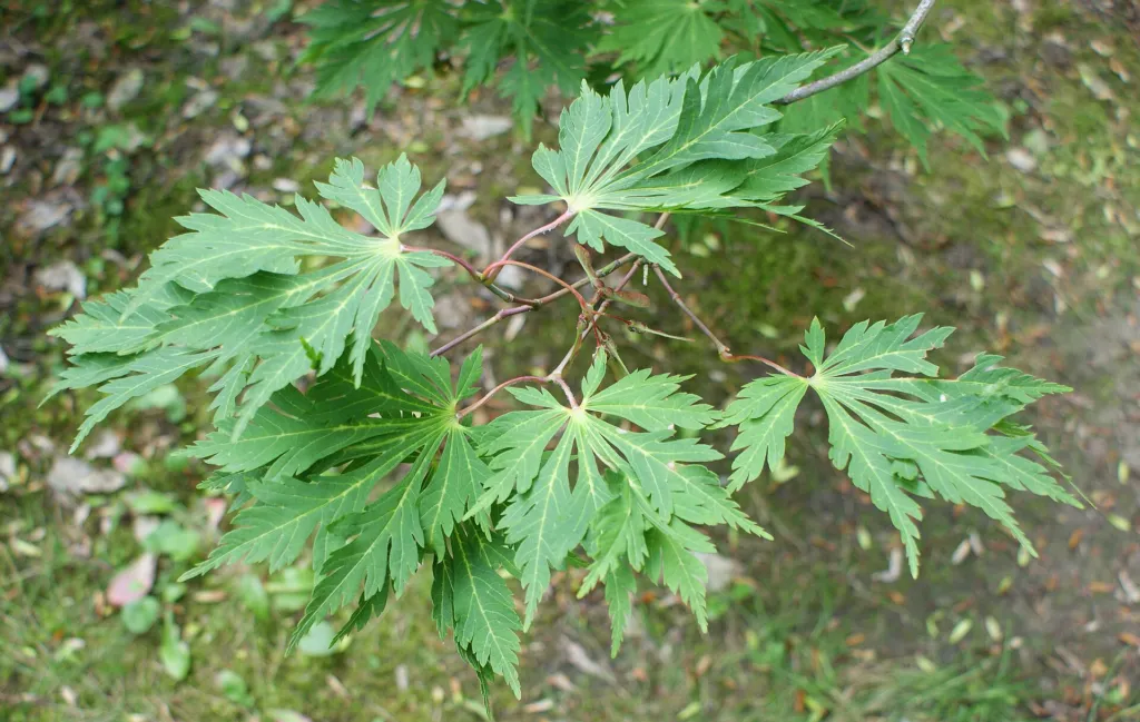 Acer japonicum 'Aconitifolium' – typisches Erscheinungsbild, Pflanzenfoto