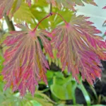 Aconitifolium (Acer japonicum ‘Aconitifolium’) (Acer japonicum 'Aconitifolium')