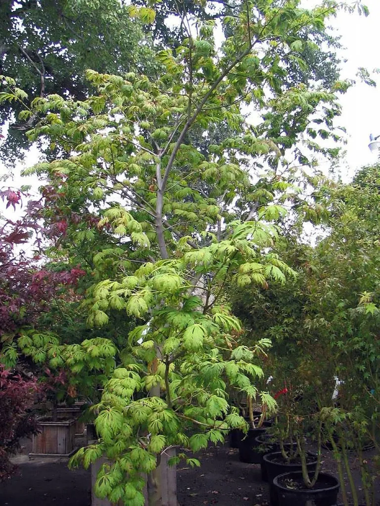 Acer japonicum 'Aconitifolium' – im Garten, Pflanzenfoto