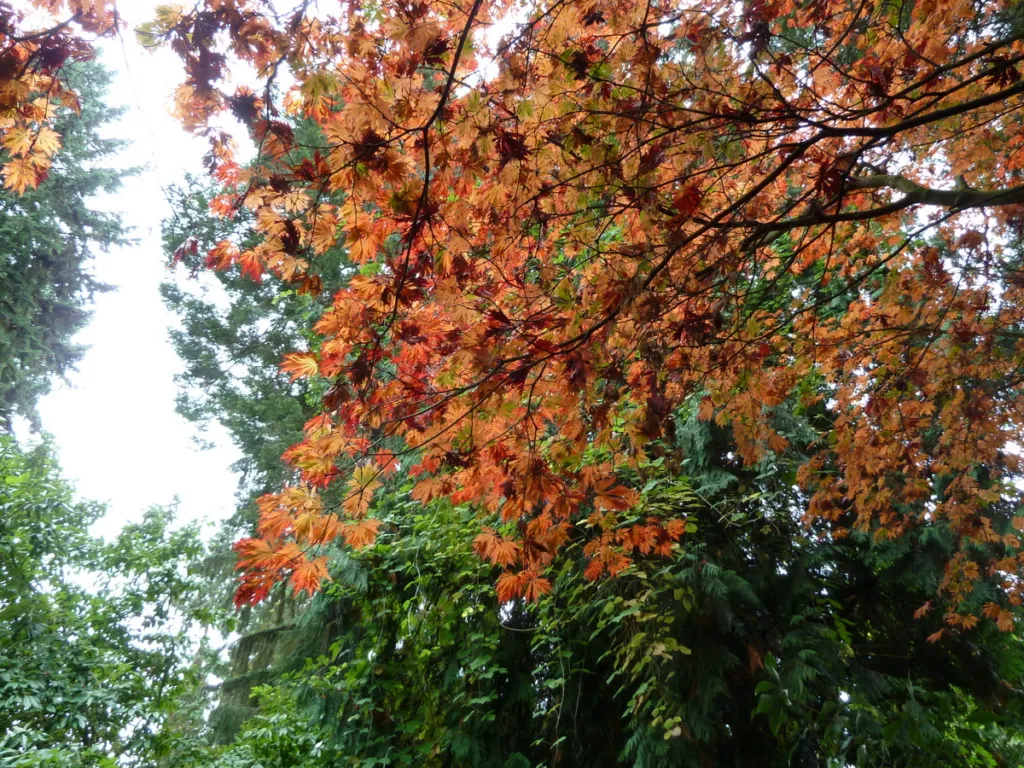 Acer japonicum 'Aconitifolium' – im Garten, Pflanzenfoto