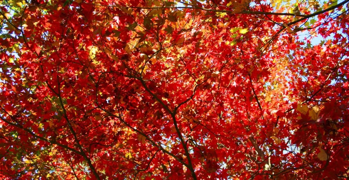 Acer japonicum 'Vitifolium' – Pflanzenfoto