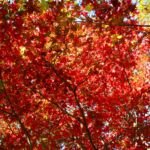 Acer japonicum 'Vitifolium' – Pflanzenfoto