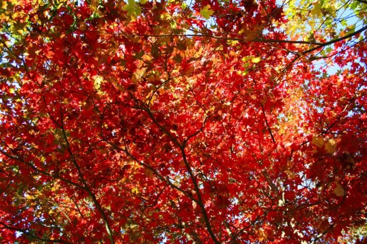 Acer japonicum 'Vitifolium'
