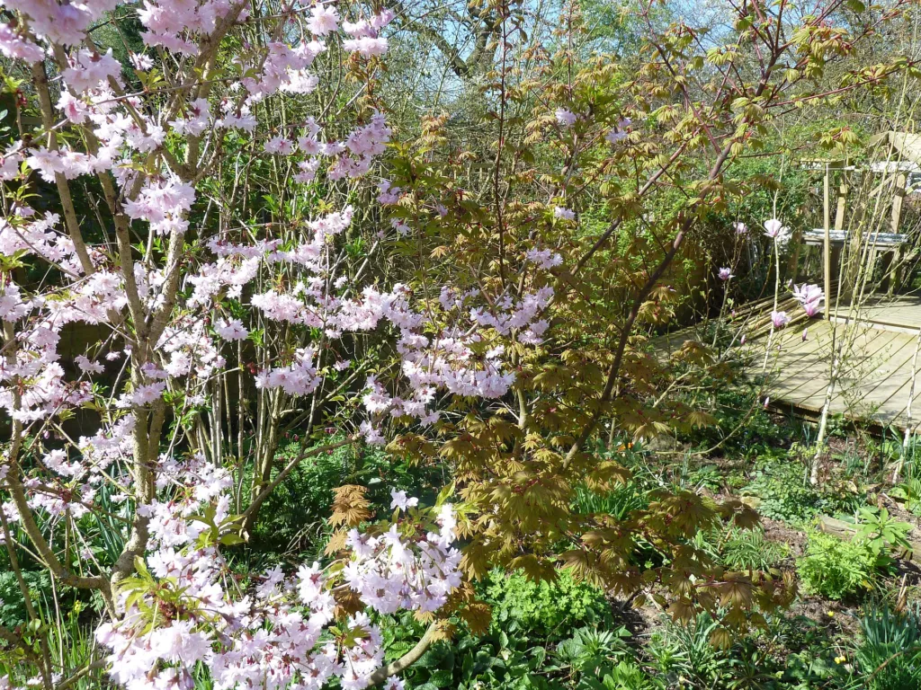Acer japonicum 'Vitifolium' – characteristic appearance, plant photo