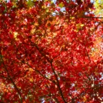 Vitifolium (Acer japonicum ‘Vitifolium’) (Acer japonicum 'Vitifolium') – plant photo