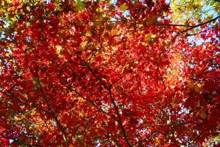 Acer japonicum 'Vitifolium'