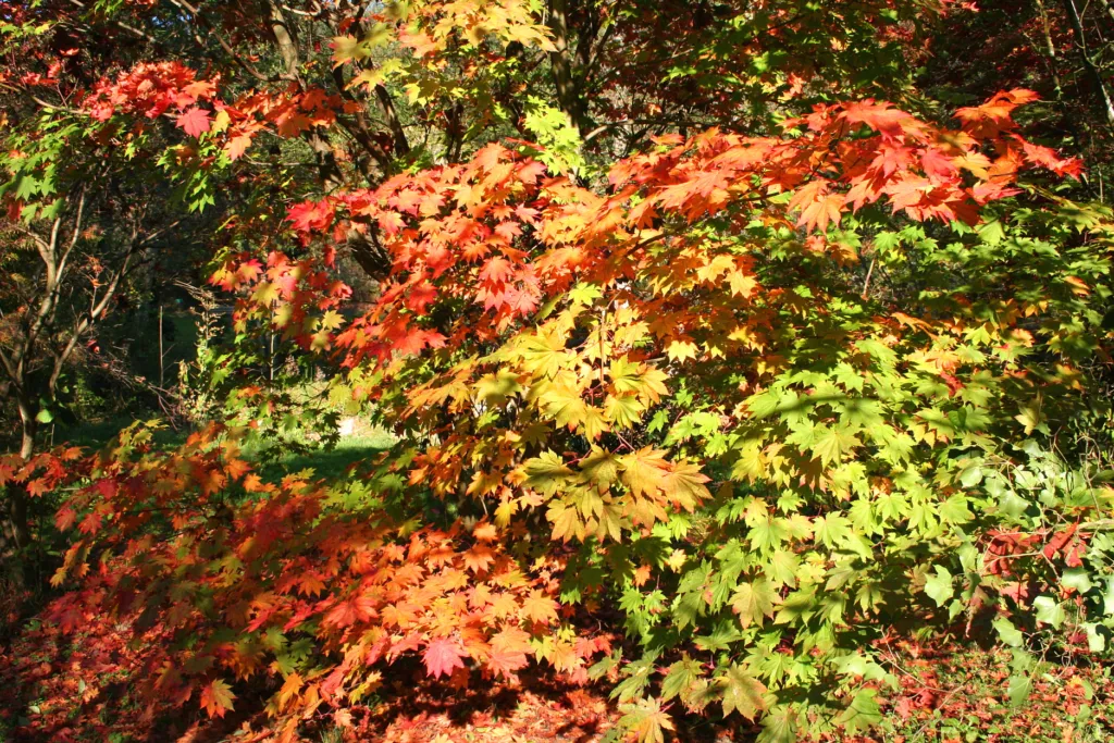 Acer japonicum 'Vitifolium' – characteristic appearance, plant photo