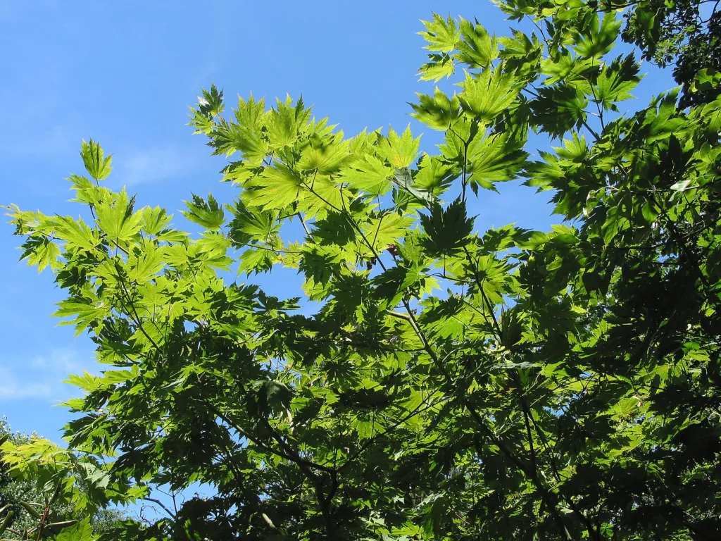 Acer japonicum 'Vitifolium' – leaves and shoots, plant photo