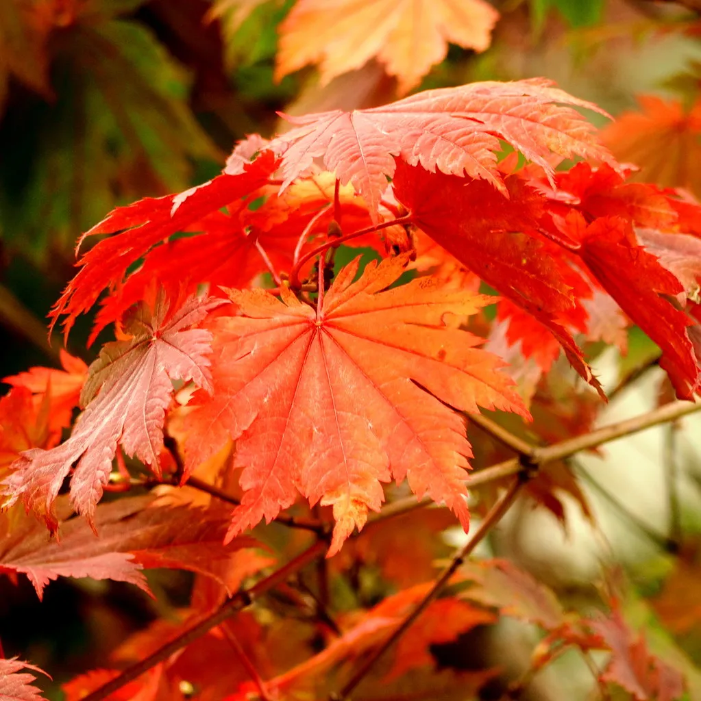 Acer japonicum 'Vitifolium' – characteristic appearance, plant photo
