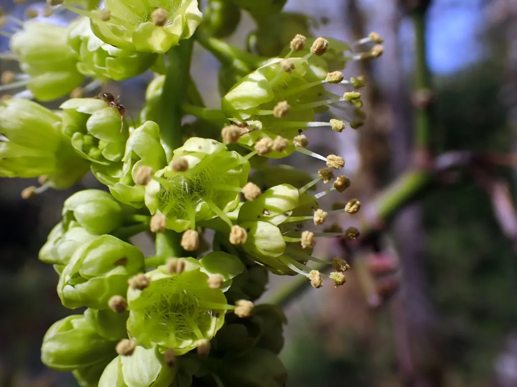 Klon wielkolistny (Acer macrophyllum) – flowers in close-up, plant photo
