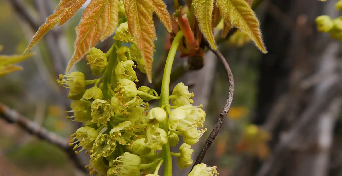 bigleaf maple (Acer macrophyllum) – plant photo