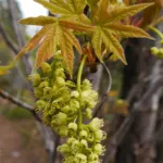 bigleaf maple (Acer macrophyllum) – plant photo