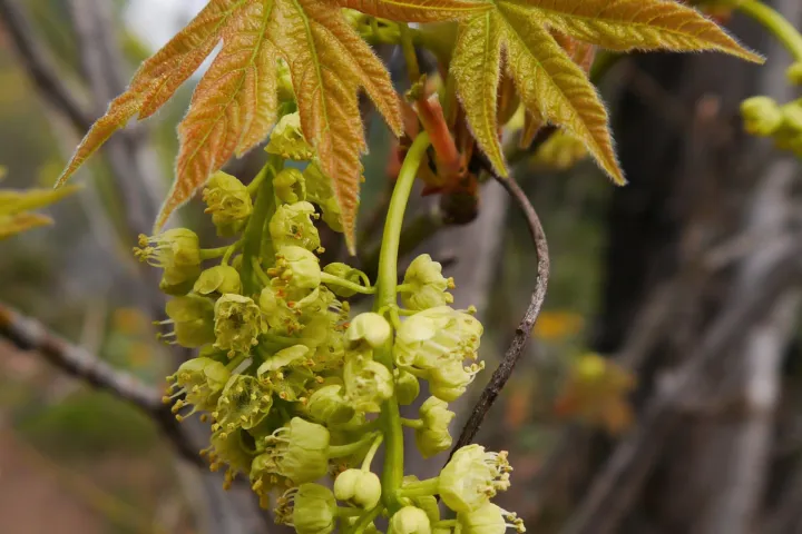 Acer macrophyllum