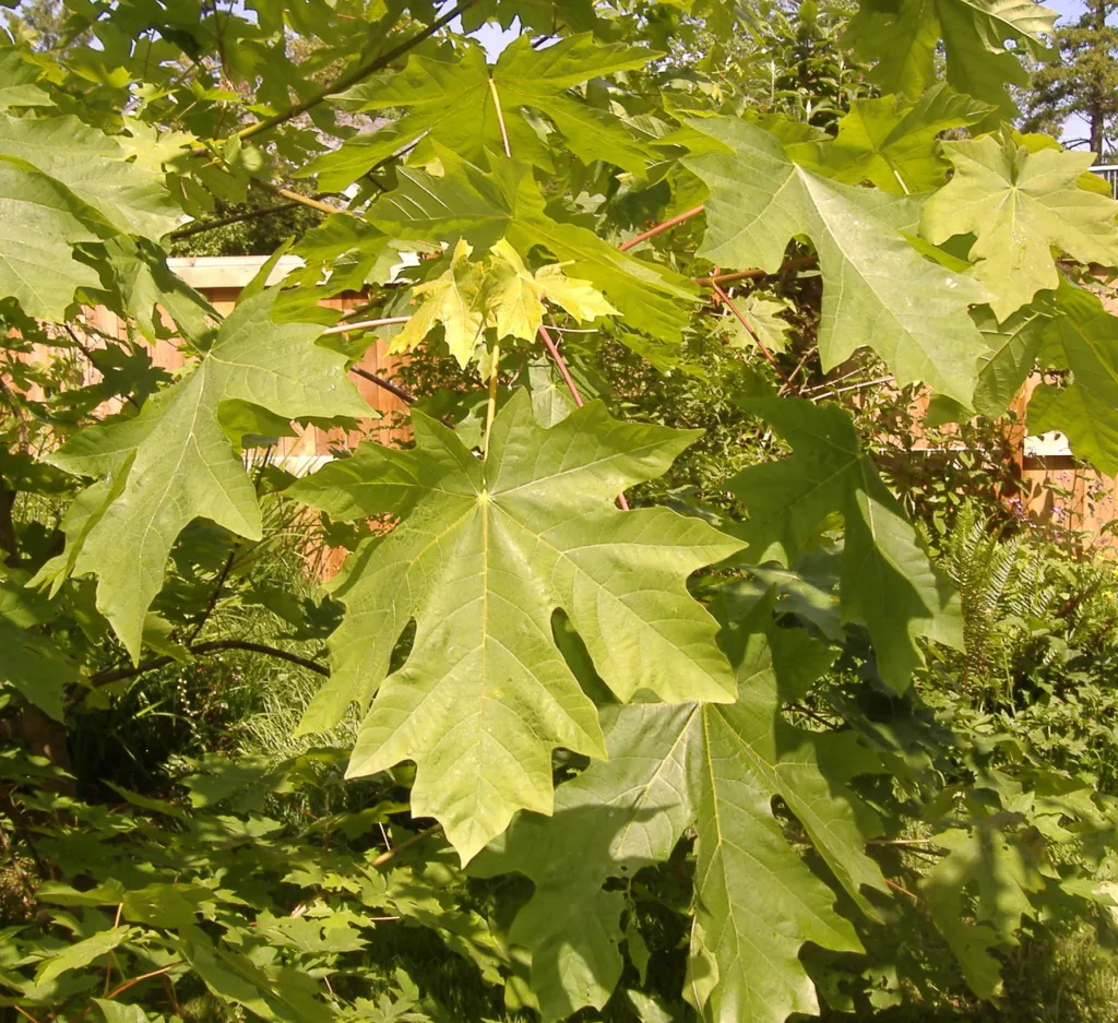 Klon wielkolistny (Acer macrophyllum) – natural growth habit, plant photo