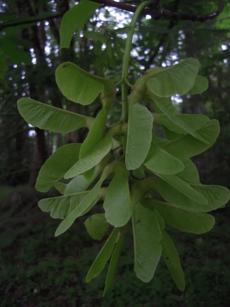 Klon wielkolistny (Acer macrophyllum) – fruit in close-up, plant photo