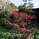 Acer palmatum 'Atropurpureum' – zdjęcie rośliny