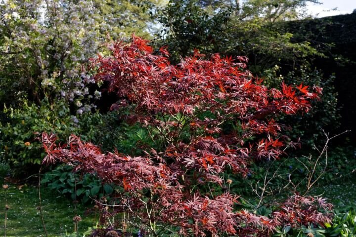 Acer palmatum 'Atropurpureum'