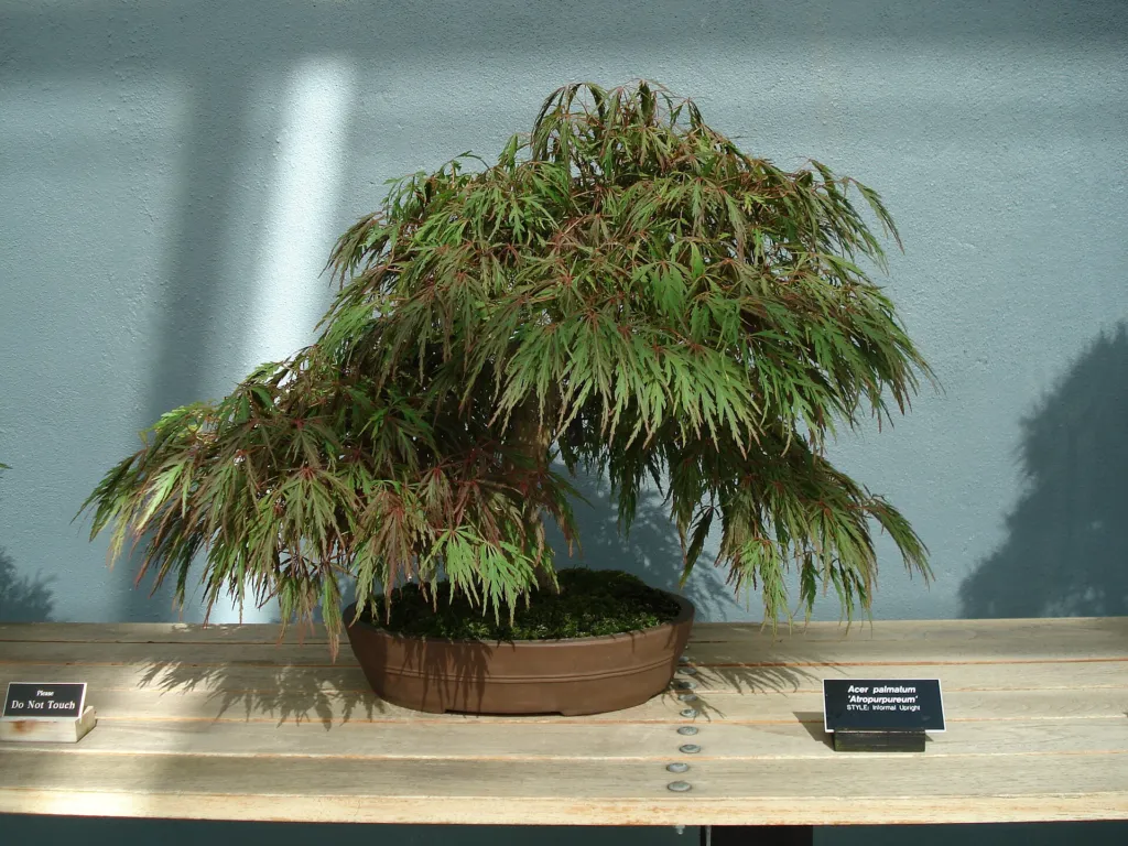 Acer palmatum 'Atropurpureum' – in a garden setting, plant photo