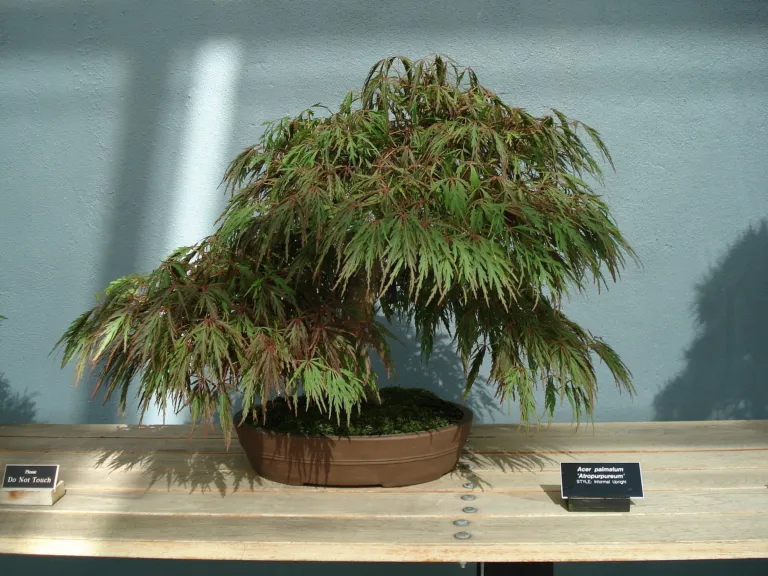 Atropurpureum (Acer palmatum ‘Atropurpureum’) (Acer palmatum 'Atropurpureum') – in a