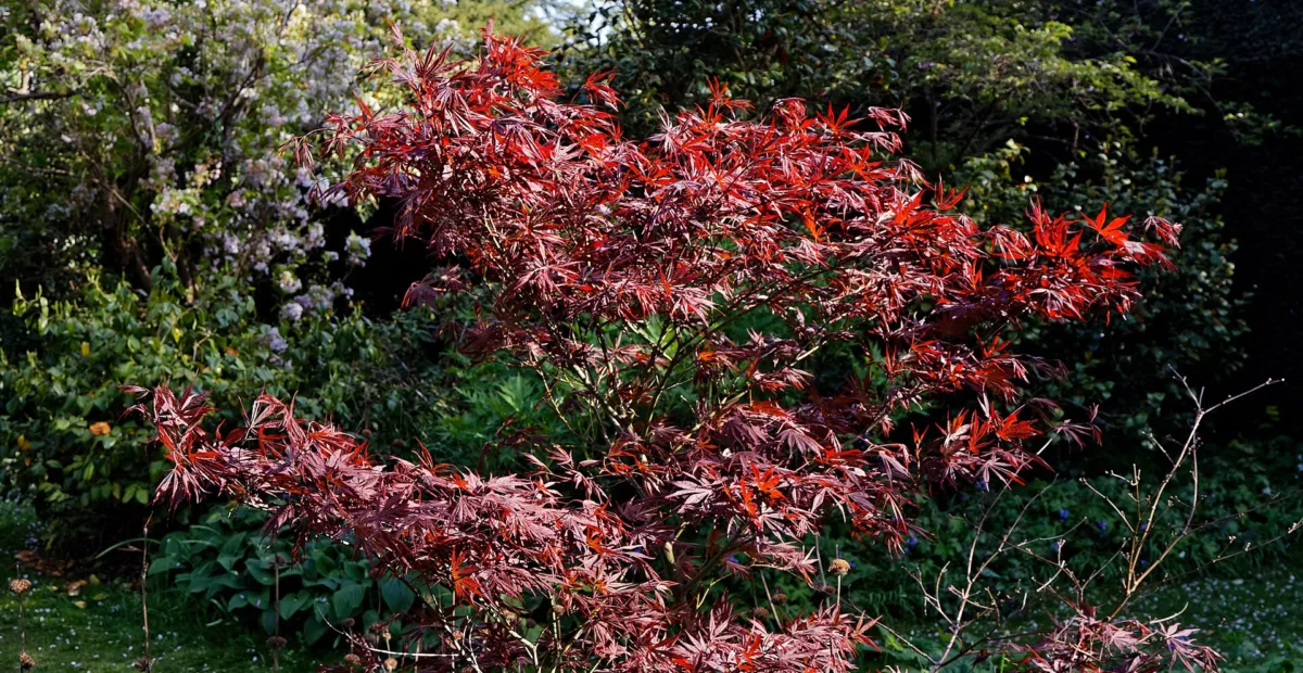 Acer palmatum 'Atropurpureum' – plant photo