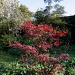 Atropurpureum (Acer palmatum ‘Atropurpureum’) (Acer palmatum 'Atropurpureum') – plant